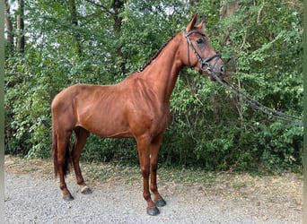 Irish Sport Horse, Wallach, 5 Jahre, 165 cm, Fuchs