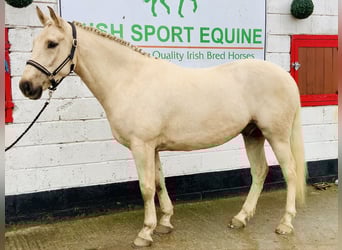 Irish Sport Horse, Wallach, 5 Jahre, 165 cm, Palomino