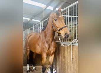 Irish Sport Horse, Wallach, 5 Jahre, 165 cm, Rotbrauner