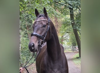 Irish Sport Horse, Wallach, 5 Jahre, 165 cm, Schwarzbrauner
