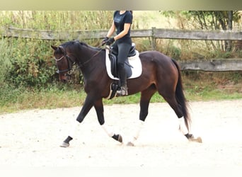 Irish Sport Horse, Wallach, 5 Jahre, 165 cm, Schwarzbrauner