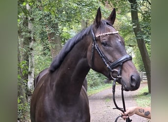Irish Sport Horse, Wallach, 5 Jahre, 165 cm, Schwarzbrauner