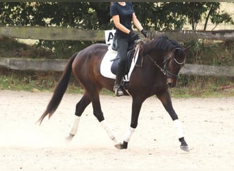 Irish Sport Horse, Wallach, 5 Jahre, 165 cm, Schwarzbrauner