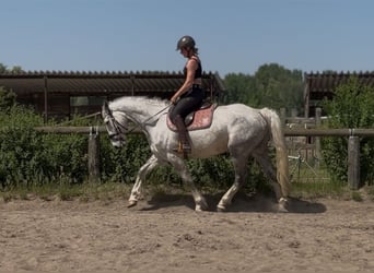 Irish Sport Horse, Wallach, 5 Jahre, 166 cm, Apfelschimmel
