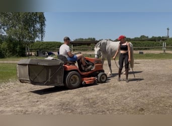 Irish Sport Horse, Wallach, 5 Jahre, 166 cm, Apfelschimmel