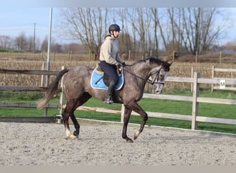 Irish Sport Horse, Wallach, 5 Jahre, 166 cm, Blauschimmel