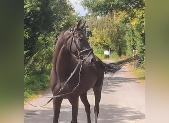 Irish Sport Horse, Wallach, 5 Jahre, 166 cm, Rappe