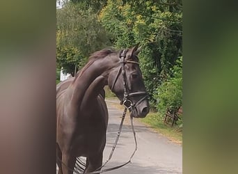 Irish Sport Horse, Wallach, 5 Jahre, 166 cm, Rappe