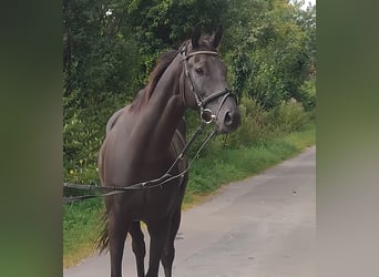 Irish Sport Horse, Wallach, 5 Jahre, 166 cm, Rappe