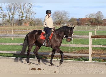 Irish Sport Horse, Wallach, 5 Jahre, 166 cm, Rappe