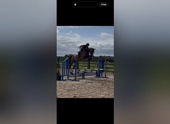 Irish Sport Horse, Wallach, 5 Jahre, 166 cm, Rotbrauner