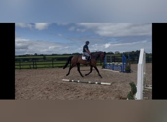 Irish Sport Horse, Wallach, 5 Jahre, 166 cm, Rotbrauner