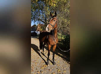 Irish Sport Horse, Wallach, 5 Jahre, 167 cm, Brauner