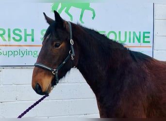 Irish Sport Horse, Wallach, 5 Jahre, 167 cm, Schecke