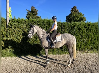 Irish Sport Horse, Wallach, 5 Jahre, 167 cm, Schimmel