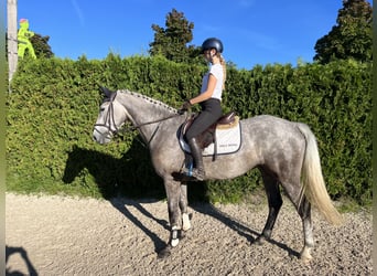 Irish Sport Horse, Wallach, 5 Jahre, 167 cm, Schimmel