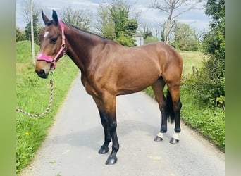 Irish Sport Horse, Wallach, 5 Jahre, 167 cm