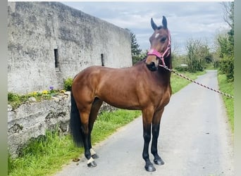 Irish Sport Horse, Wallach, 5 Jahre, 167 cm