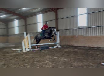 Irish Sport Horse, Wallach, 5 Jahre, 168 cm, Apfelschimmel