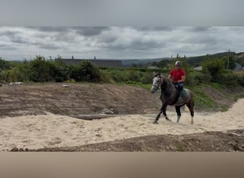 Irish Sport Horse, Wallach, 5 Jahre, 168 cm, Apfelschimmel