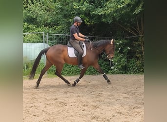 Irish Sport Horse, Wallach, 5 Jahre, 168 cm, Brauner
