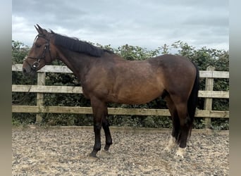 Irish Sport Horse, Wallach, 5 Jahre, 168 cm, Brauner
