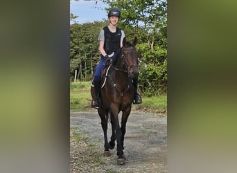 Irish Sport Horse, Wallach, 5 Jahre, 168 cm, Brauner