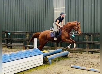 Irish Sport Horse, Wallach, 5 Jahre, 168 cm, Dunkelfuchs