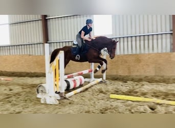Irish Sport Horse, Wallach, 5 Jahre, 168 cm, Dunkelfuchs