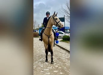 Irish Sport Horse, Wallach, 5 Jahre, 168 cm, Falbe