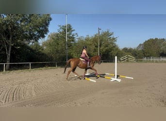 Irish Sport Horse, Wallach, 5 Jahre, 168 cm, Fuchs