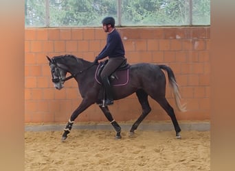 Irish Sport Horse, Wallach, 5 Jahre, 168 cm, Rappschimmel