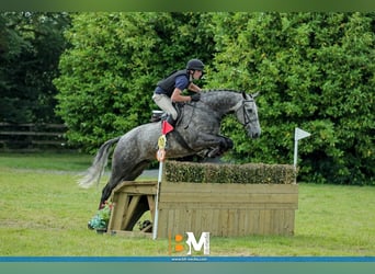 Irish Sport Horse, Wallach, 5 Jahre, 168 cm, Roan-Blue
