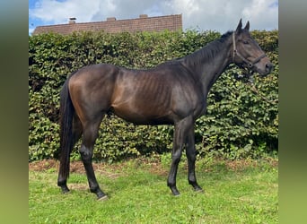 Irish Sport Horse, Wallach, 5 Jahre, 168 cm, Schwarzbrauner