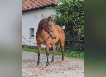 Irish Sport Horse, Wallach, 5 Jahre, 169 cm, Brauner