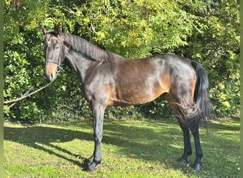 Irish Sport Horse, Wallach, 5 Jahre, 170 cm, Brauner