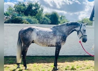 Irish Sport Horse, Wallach, 5 Jahre, 170 cm, Grullo