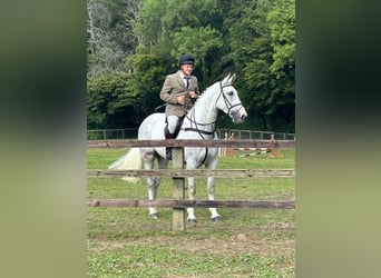 Irish Sport Horse, Wallach, 5 Jahre, 170 cm, Schimmel