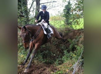Irish Sport Horse, Wallach, 5 Jahre, 172 cm, Brauner