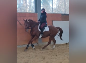 Irish Sport Horse, Wallach, 5 Jahre, 172 cm, Fuchs