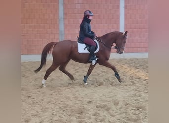 Irish Sport Horse, Wallach, 5 Jahre, 172 cm, Fuchs