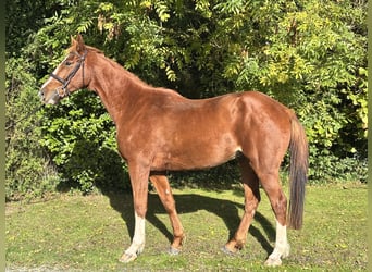 Irish Sport Horse, Wallach, 5 Jahre, 173 cm, Fuchs