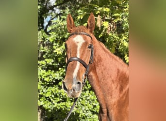 Irish Sport Horse, Wallach, 5 Jahre, 173 cm, Fuchs