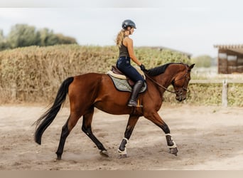 Irish Sport Horse, Wallach, 5 Jahre, 174 cm, Brauner