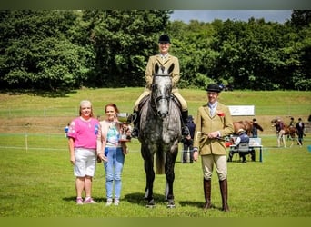 Irish Sport Horse, Wallach, 5 Jahre, 177 cm, Schimmel