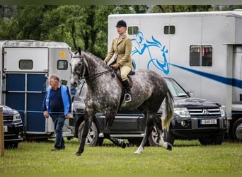 Irish Sport Horse, Wallach, 5 Jahre, 177 cm, Schimmel