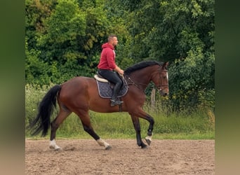 Irish Sport Horse, Wallach, 5 Jahre, 178 cm, Brauner