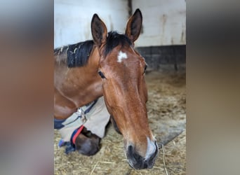Irish Sport Horse, Wallach, 5 Jahre, 178 cm, Rotbrauner