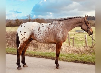 Irish Sport Horse, Wallach, 5 Jahre, 178 cm, Tigerschecke