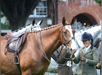 Irish Sport Horse, Wallach, 5 Jahre, 180 cm, Fuchs